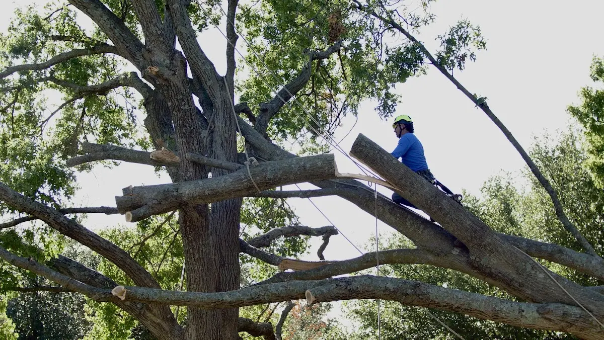 Professional Crown Thinning performed by certified arborists in Helmetta