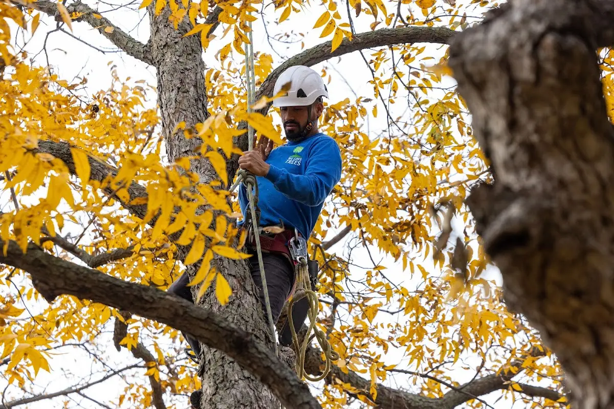 Skilled Storm Damage Cleanup crew working in Helmetta